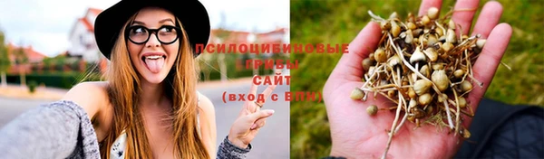 гашик Аркадак